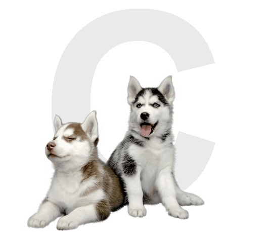 Husky Sobre Nosotros