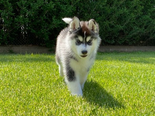 Cachorro Husky Malta de DiosaMoro
