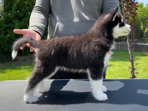 Cachorro Husky Malta de DiosaMoro