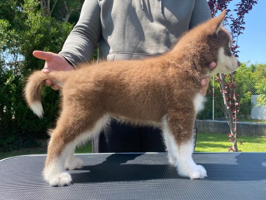 Cachorro Husky Malta de DiosaMoro