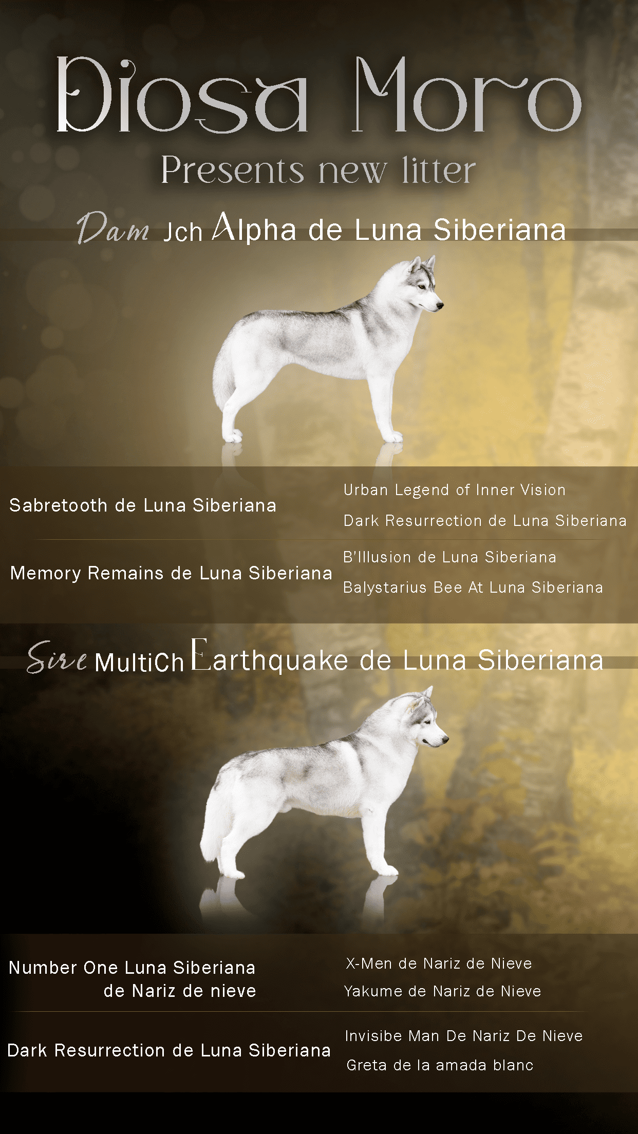 Cachorros Husky siberiano