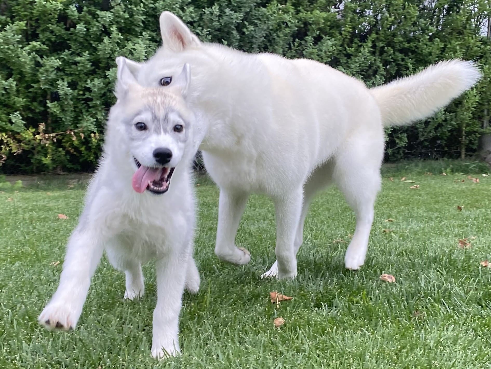 Huskys Siberians