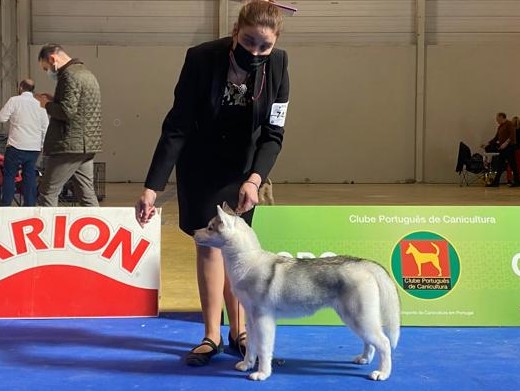 Cachorro Husky Malta de DiosaMoro