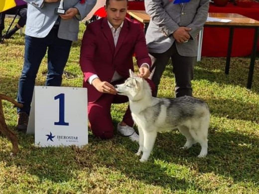 Cachorro Husky Malta de DiosaMoro