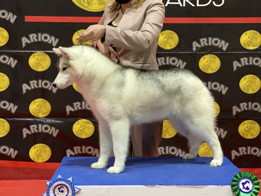 Cachorro Husky Malta de DiosaMoro
