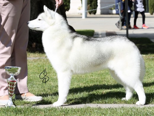 Cachorro Husky Malta de DiosaMoro