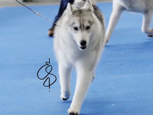 Cachorro Husky Malta de DiosaMoro