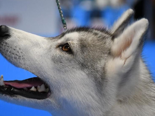 Cachorro Husky Malta de DiosaMoro