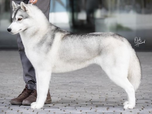 Cachorro Husky Malta de DiosaMoro