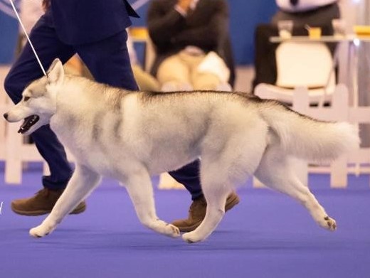 Cachorro Husky Malta de DiosaMoro